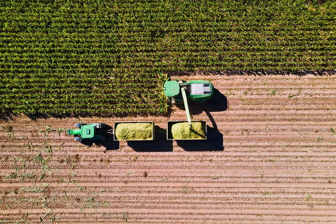 Maisfeld wird geerntet